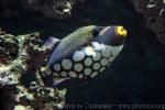 Clown triggerfish