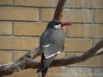 Inca tern