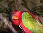 Purple-naped lory