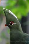 Livingstone's turaco