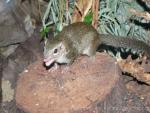 Northern treeshrew