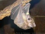 Egyptian fruit bat