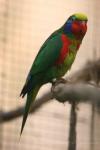 Red-flanked lorikeet