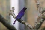 Amethyst starling