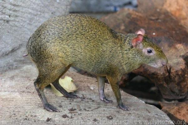 Azara's agouti