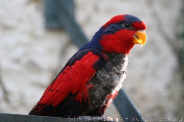 Red-and-blue lory