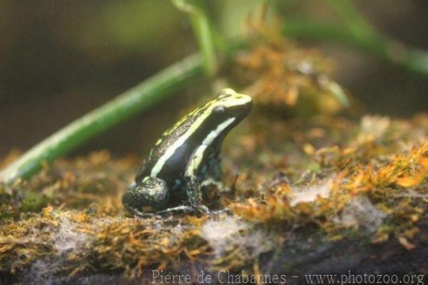 Pleasing poison frog *