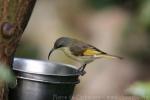 Golden-winged sunbird