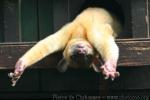 Kinkajou *