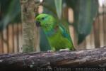 Salvadori's fig-parrot *