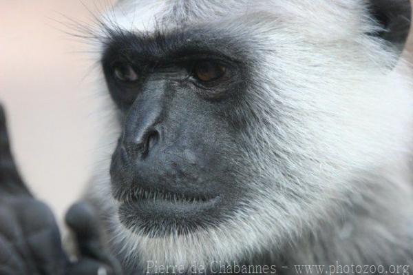 Northern plains gray langur