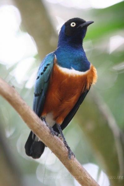 Superb starling