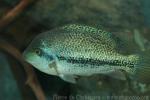Oaxaca cichlid