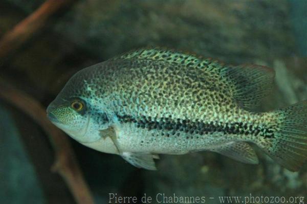 Oaxaca cichlid