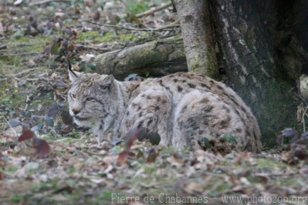 Eurasian lynx