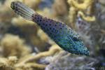 Scribbled leatherjacket filefish