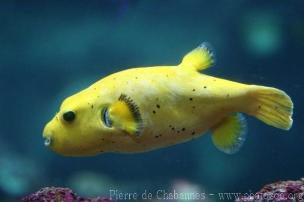 Blackspotted puffer