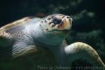 Loggerhead turtle