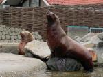 Steller's sea-lion