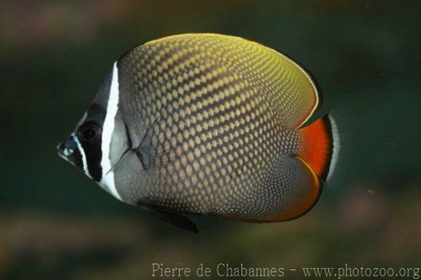 Redtail butterflyfish