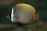 Redtail butterflyfish