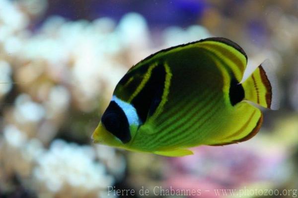 Racoon butterflyfish