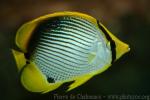 Blackback butterflyfish