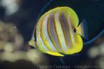 Rainford's butterflyfish