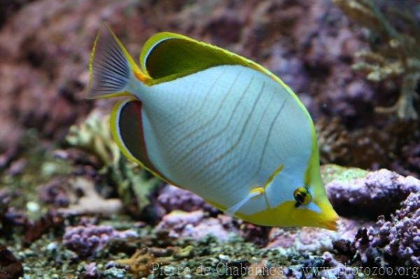 Yellowhead butterflyfish