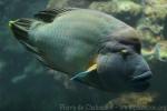 Humphead wrasse