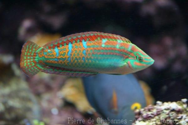 Indian Ocean pinstriped wrasse