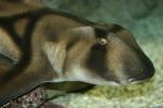 Port Jackson shark