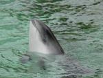 Harbour porpoise