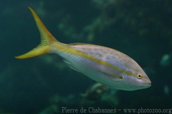 Yellowtail snapper