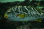 Yellowbanded sweetlips