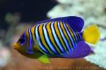 Regal angelfish