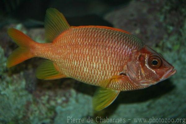 Sabre squirrelfish