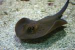 Bluespotted ribbontail ray