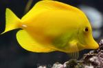 Yellow tang