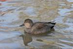 Gadwall