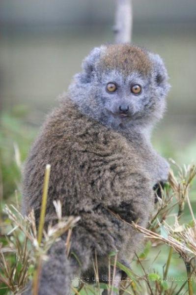 Lake Alaotra bamboo lemur