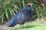 Salvadori's pheasant