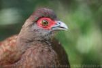 Salvadori's pheasant