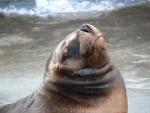 South American sea-lion *