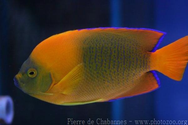 Clarion angelfish