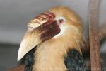 Papuan hornbill *