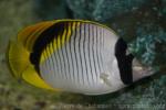 Lined butterflyfish