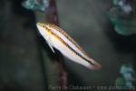 Bicolor wrasse