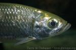 Indo-Pacific tarpon