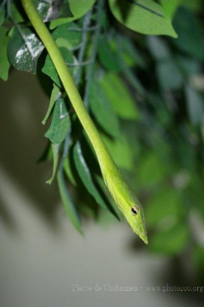 Green vine snake